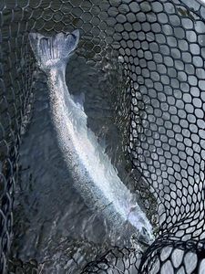 Steelhead stories from Lake Michigan